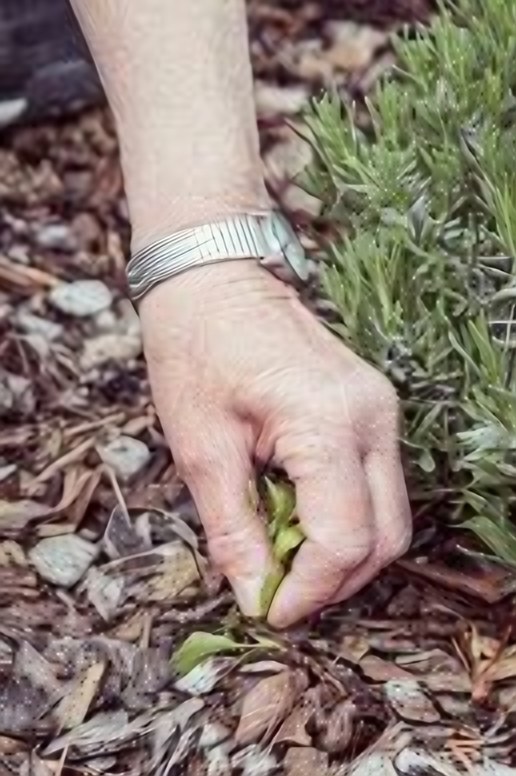 Eine Hand setzt eine Pflanze zwischen Lavendel in Rindenmulch