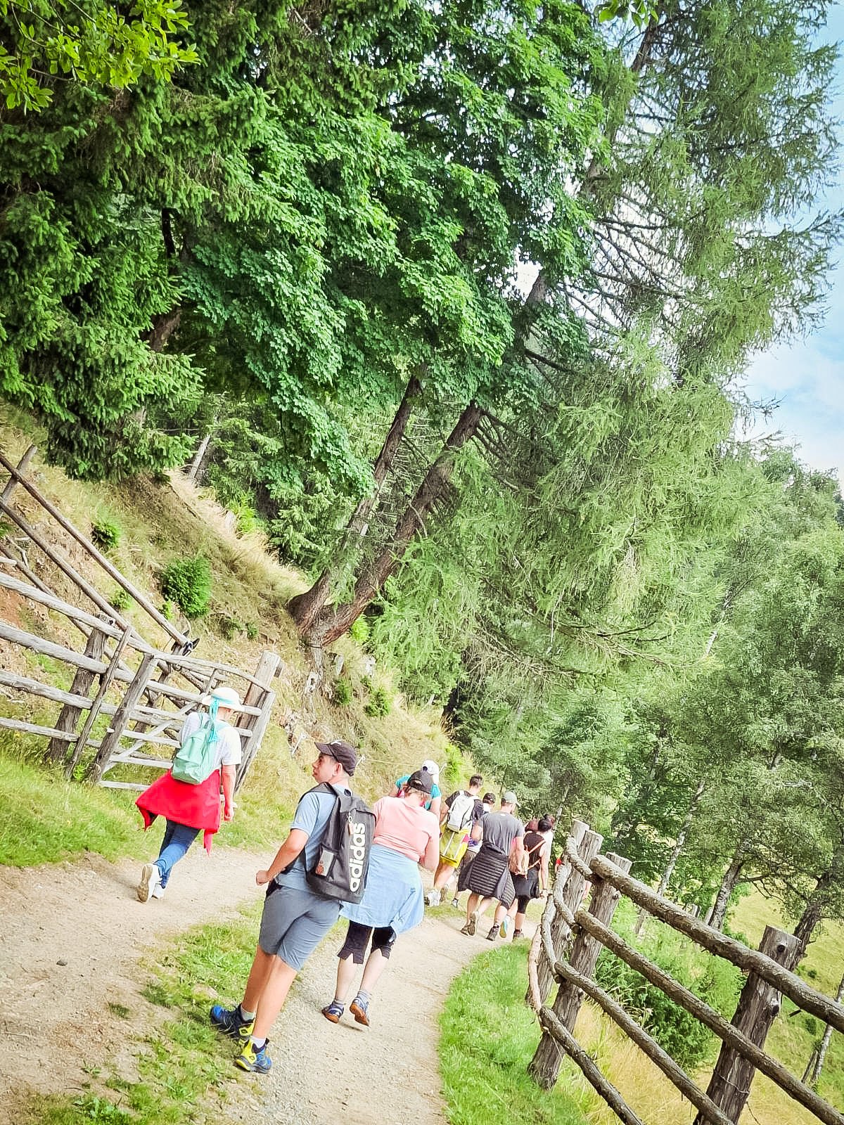Eine Gruppe wandert auf einem Waldweg