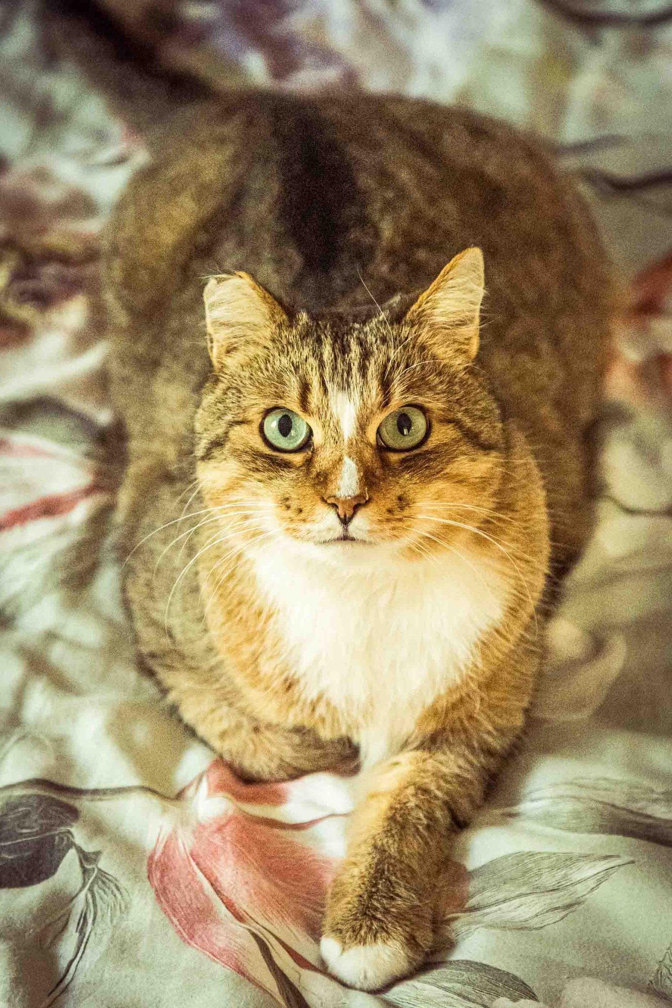 Kater Pezi liegt auf einer Decke und blickt in die Kamera